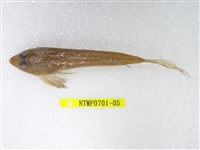 藏品(長崎斜棘(魚銜))的圖片